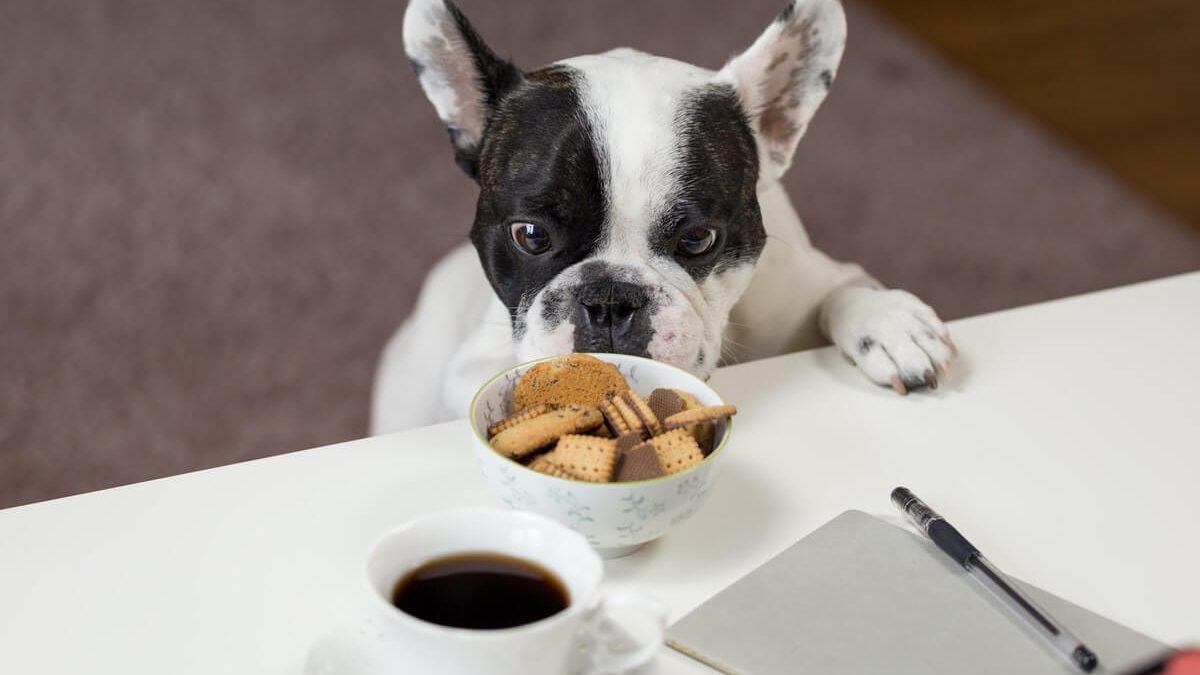 Your Dog’s Diet Can Affect Their Health