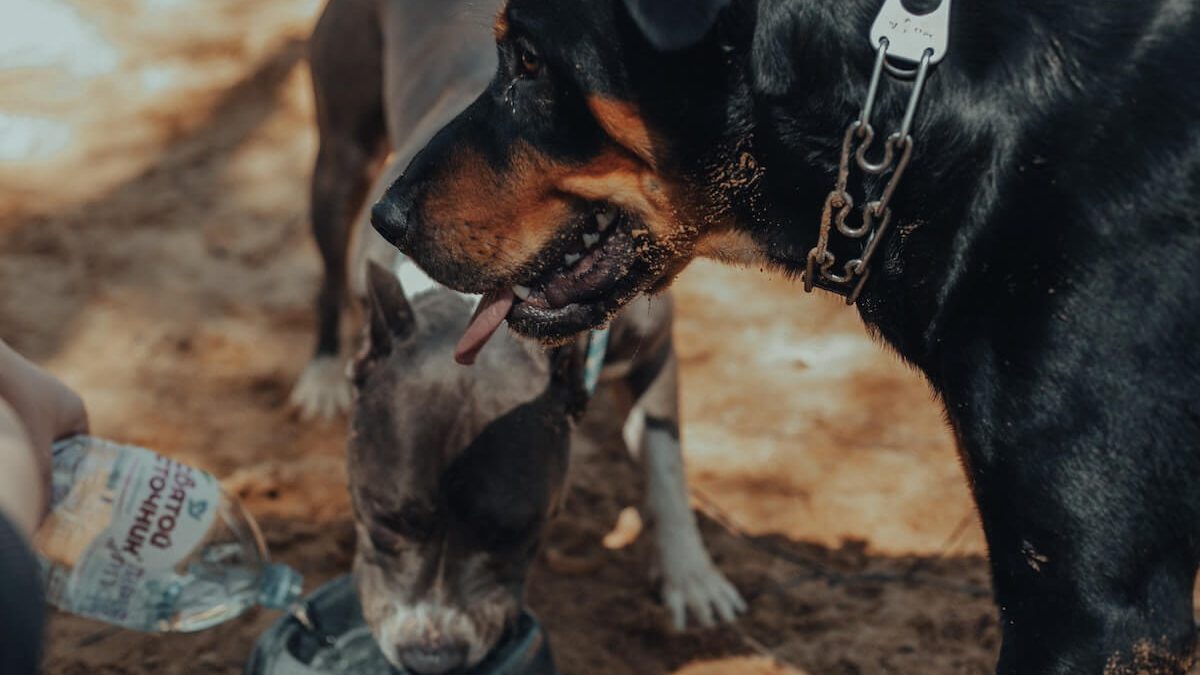 Dog Water bottle asobubottle.com: The Perfect Water Bottle for Your Active Dog