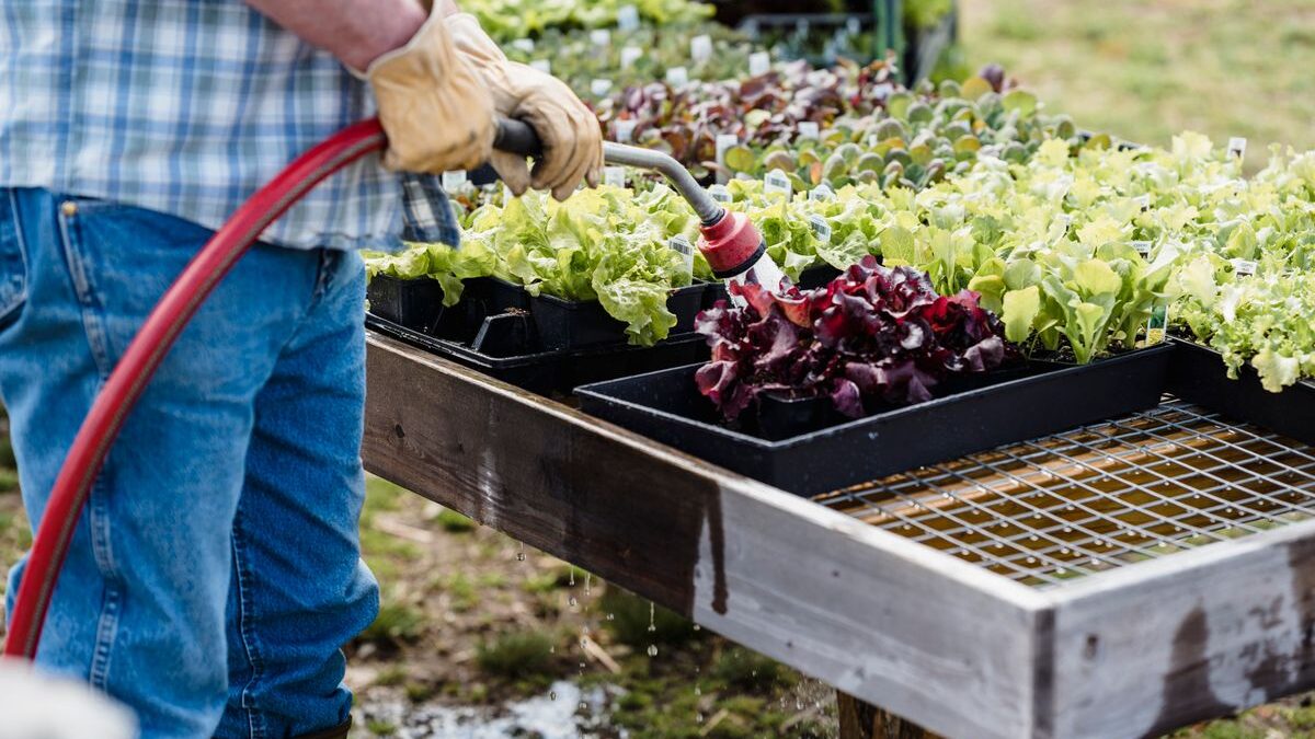 How to Plan Your First Vegetable Garden