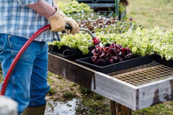 How to Plan Your First Vegetable Garden